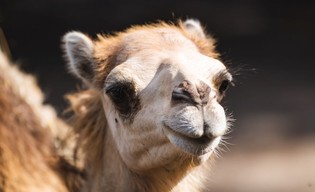 Zoo zaprasza na posiłki wielbłądów