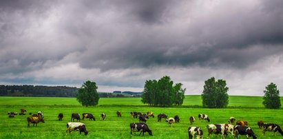 Wolne krowy mogą zostać wyrżnięte po weekendzie wyborczym