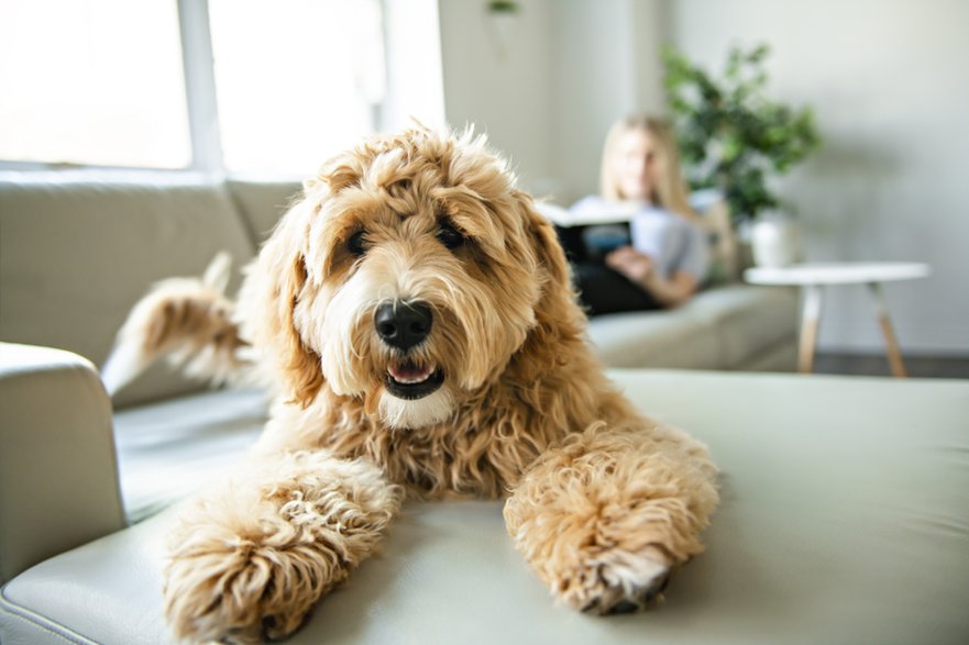 Cena szczeniaka labradoodle może sięgać nawet 9 tysięcy złotych - pololia/stock.adobe.com