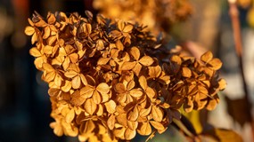 Czy suche kwiaty hortensji się obcina? Kiedy obcinać suche kwiaty hortensji bukietowej i ogrodowej?