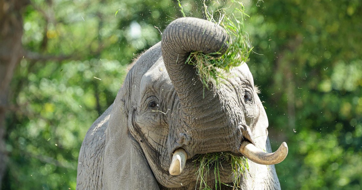 Święto słonia za nami. Ale to była impreza! Stalo się coś nieoczekiwanego!