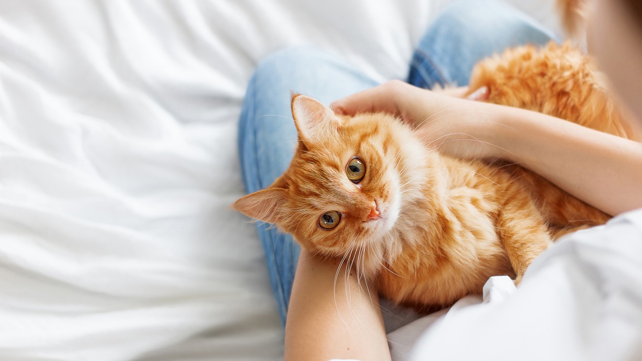 Otestujte sa z najväčších mýtov o mačkách! (Ilustračný obrázok)