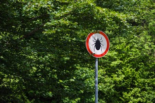 Alert kleszczowy, wzrost zachorowań na boreliozę. Gdzie kleszcze sieją popłoch?