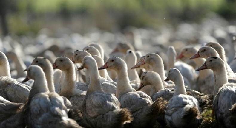 The latest duck cull in France targets free-range ducks raised for foie gras, who risk contracting the virus from wild birds