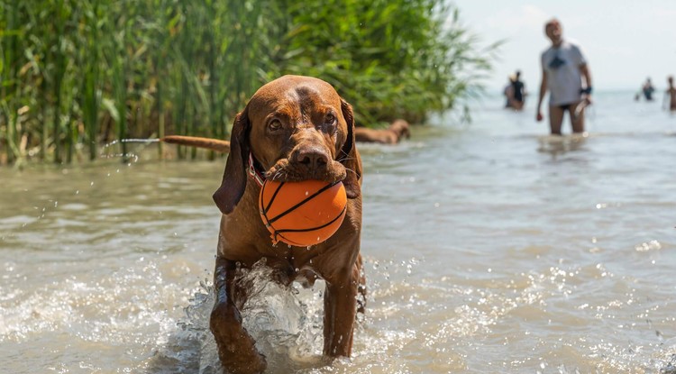 Balatonban is pancsolhatnak a jószágok