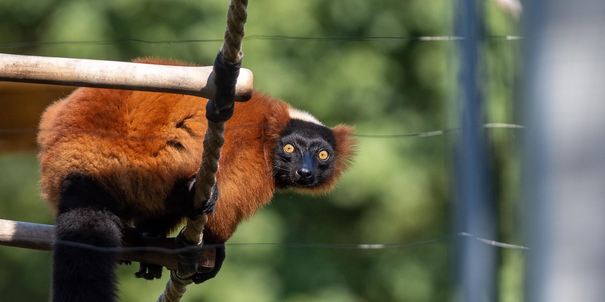 Skłócone stado lemurów dostało rezydencję na zgodę 