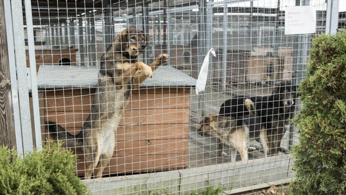 Już blisko dwa tysiące osób podpisało się pod petycją ws. zmian w miejskim schronisku "Promyk" w Gdańsku. - Przed sądem toczy się postępowanie przeciwko kierownictwu ośrodka, podejrzanemu o znęcanie się nad zwierzętami, mamy prawo do niepokoju – argumentują w rozmowie z nami inicjatorzy całej akcji. Głos w tej sprawie zabierają też urzędnicy i miejscy radni. Ci pierwsi zapewniają, że pojawiające się w apelu zarzuty są kłamliwe, ci drudzy wychodzą z konkretną propozycją rozwiązania konfliktu.