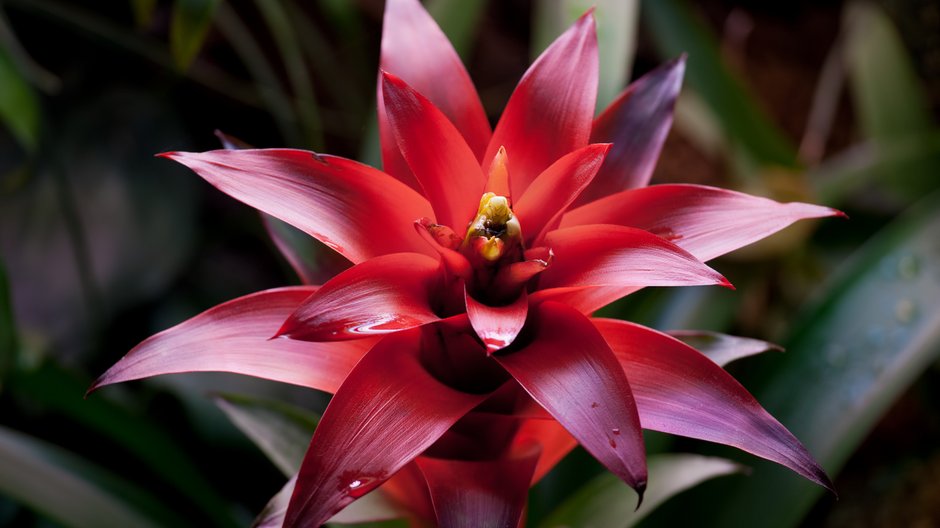 Bromelia - Artur Bogacki/stock.adobe.com