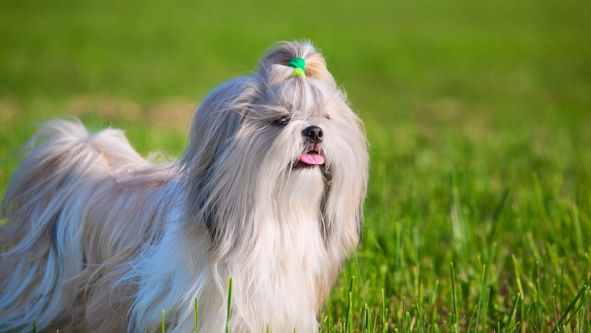 W Wirginii uśpiono i skremowano psa rasy shih tzu, który był zdrowy. Postąpiono zgodnie z wolą właścicielki, która chciała, by pies po jej śmierci został z nią pochowany.