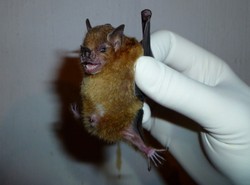 Jest nowy wirus grypy. U nietoperzy