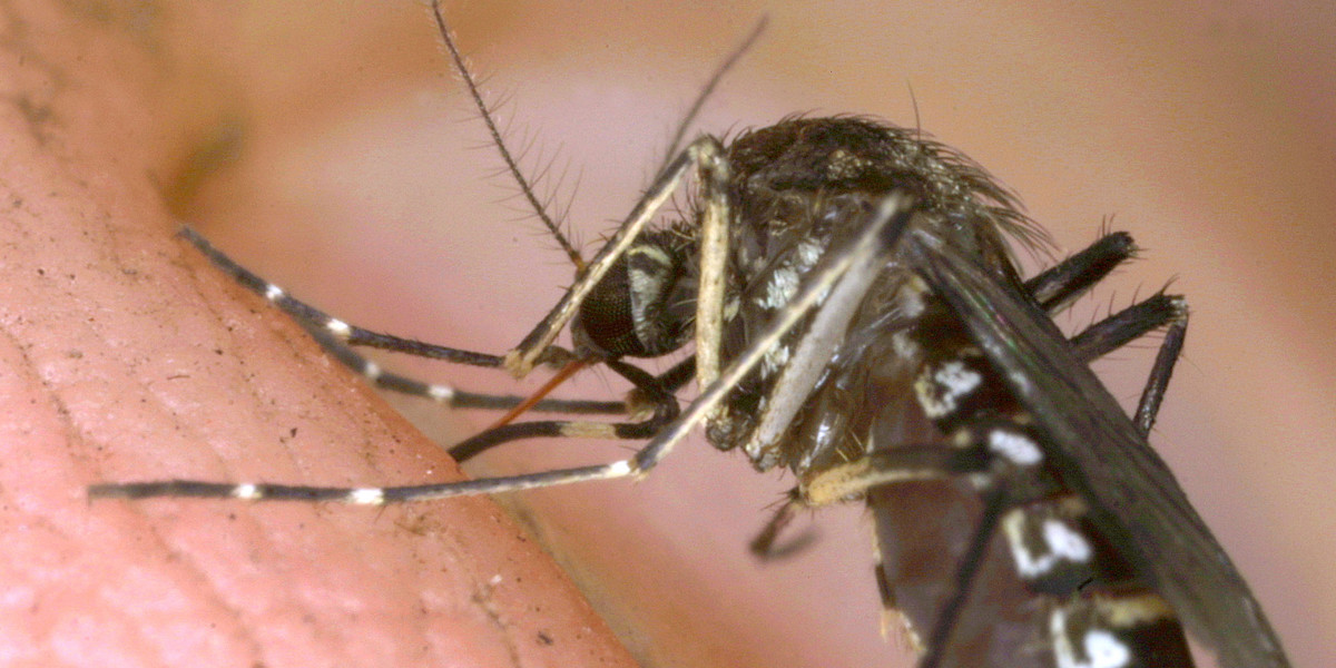 Komary przenoszą śmiertelne choroby. Naukowcy od dawna chcą ograniczyć ich rozprzestrzenianie się