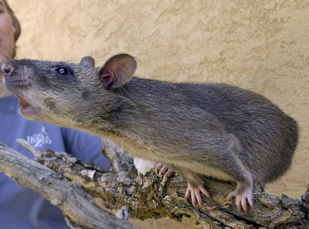 Największy szczur w dziejach grasował w Timorze