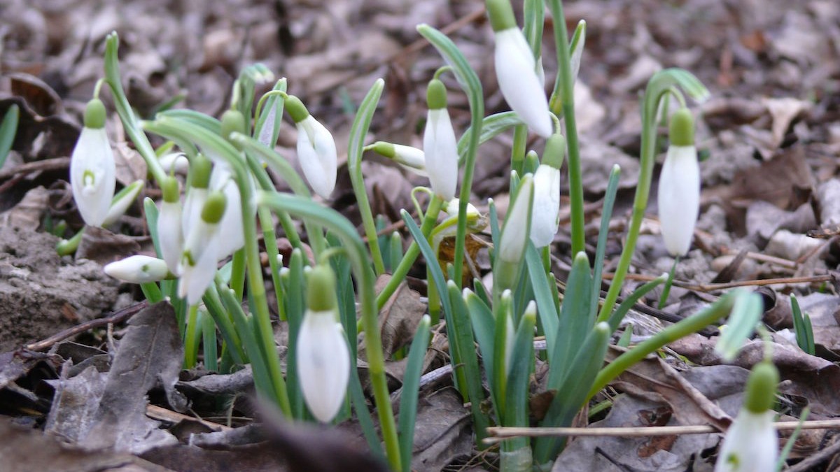 Snežienky v okolí jazera Malý Draždiak v Bratislave.