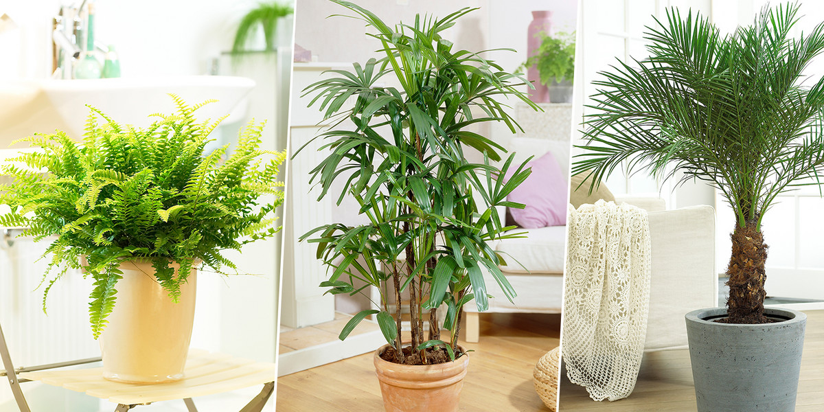 Te rośliny oczyszczą powietrze w domu