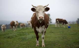 Inspektorzy KE zbadają sprawę nielegalnego uboju krów w Polsce