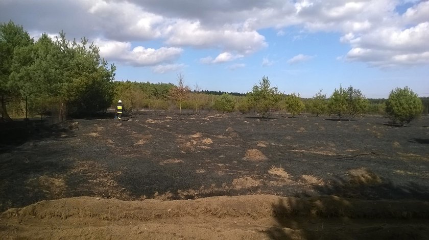 Spłonęły dwa budynki i 7 hektarów nieużytków