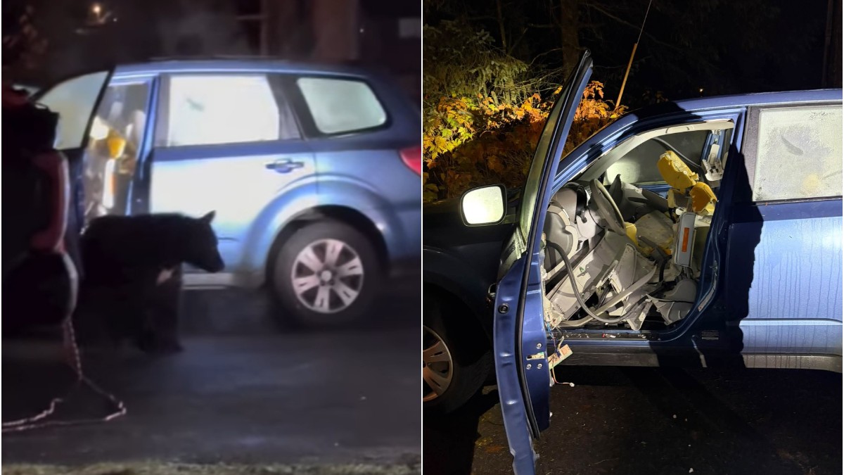 Un urs a rămas blocat într-un Subaru și a făcut praf interiorul mașinii. Cum au reușit polițiștii să-l elibereze