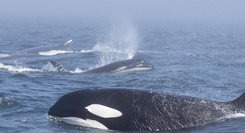 Biggs orcas clash with humpback whale Reaper