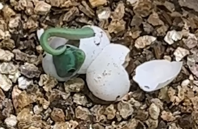 Zielona perełka wykluła się w zoo