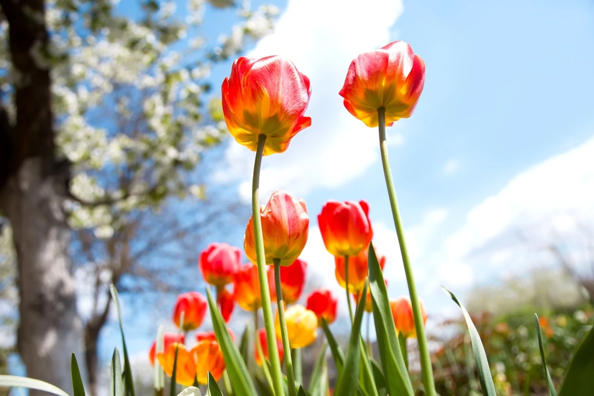 Pierwszy dzień wiosny 2025. Kiedy zaczyna się wiosna 2025? Są aż trzy różne daty