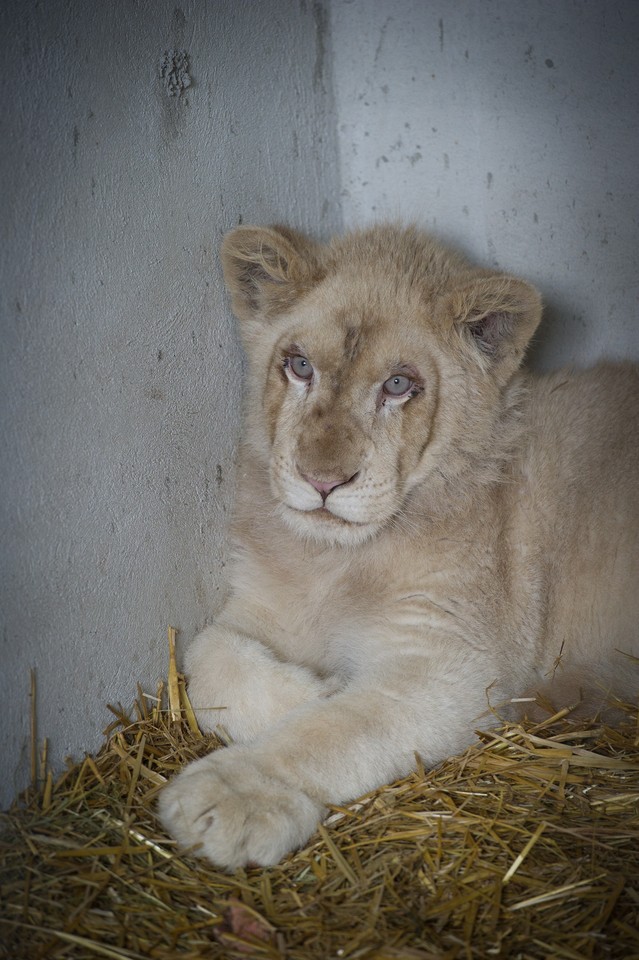 BORYSEW OGRÓD ZOOLOGICZNY BIAŁY LEW