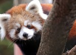 The untold story of why red pandas are disappearing