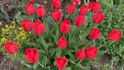 Jak sadzić tulipany w wytłaczankach po jajkach? Jak głęboko sadzić tulipany?