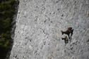 Szalona wspinaczka alpejskich koziorożców po prawie pionowej ścianie