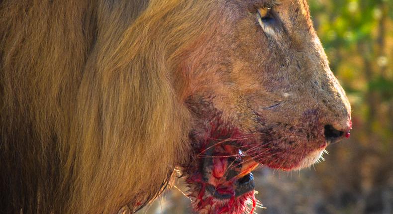 A lion with a bloody face. (flickr)