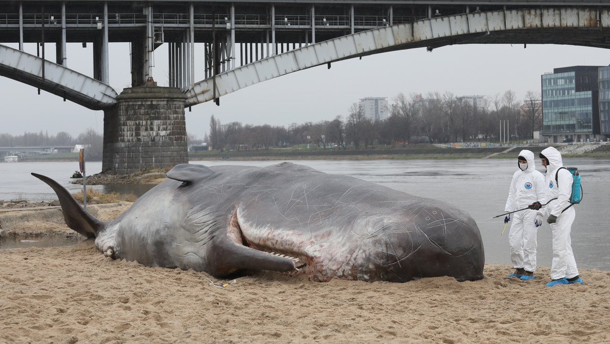 Dzisiaj rano w Warszawie przy moście Poniatowskiego pojawił się wieloryb. Ma ponad 15 metrów długości. Jest atrapą i elementem akcji promocyjnej kwartalnika „Przekrój”.