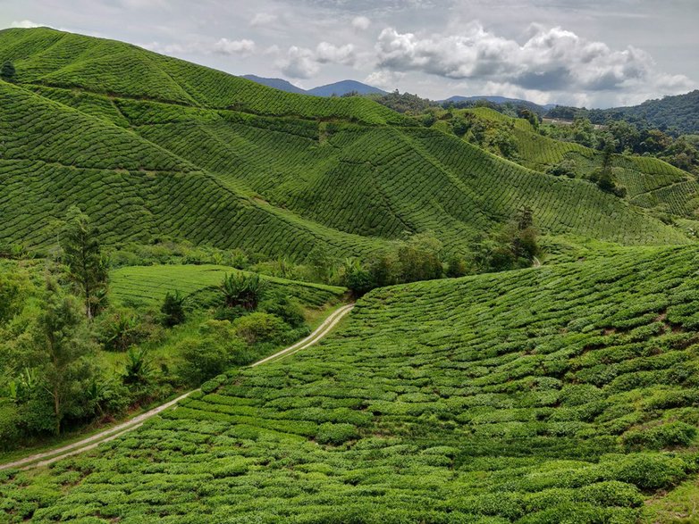 Plantacje herbaciane Boh w Cameron Highlands. 