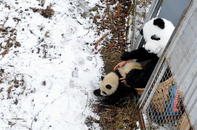 Przedszkole dla pand w Chengdu. Najsłodsze miejsce na świecie!