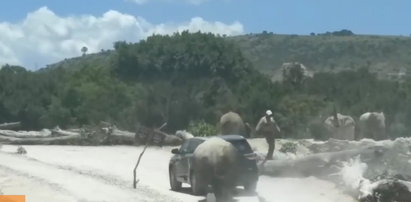 Atak nosorożca na auto z turystami. FILM!