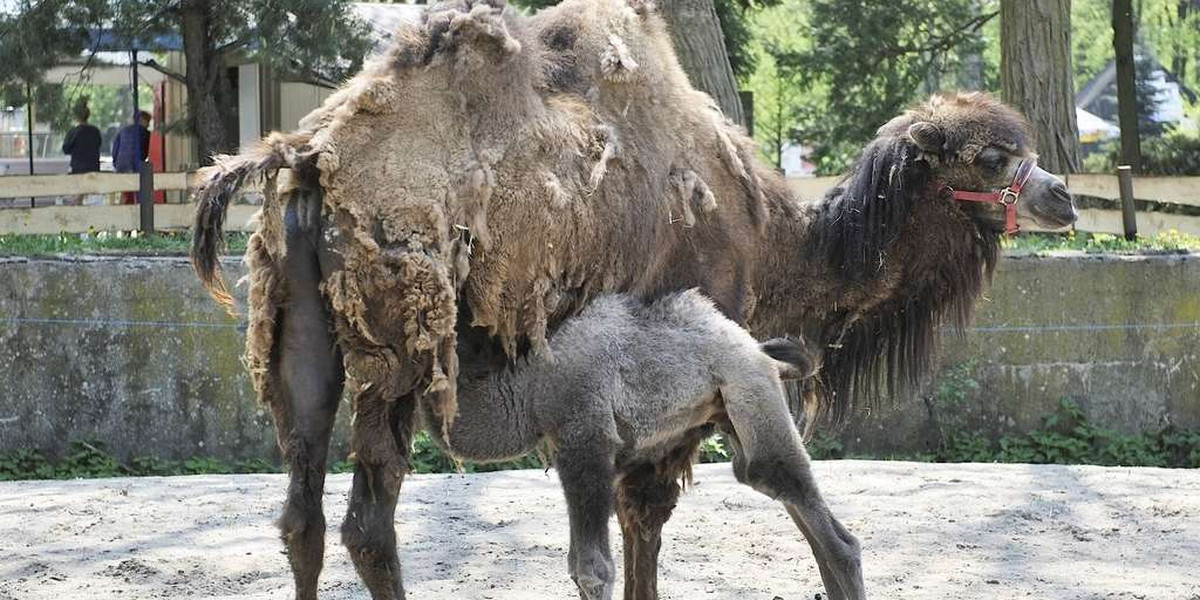 Wielbłąd w zoo