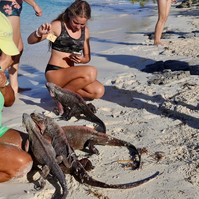 Turisták szőlővel etették a leguánokat, ez lett az eredménye