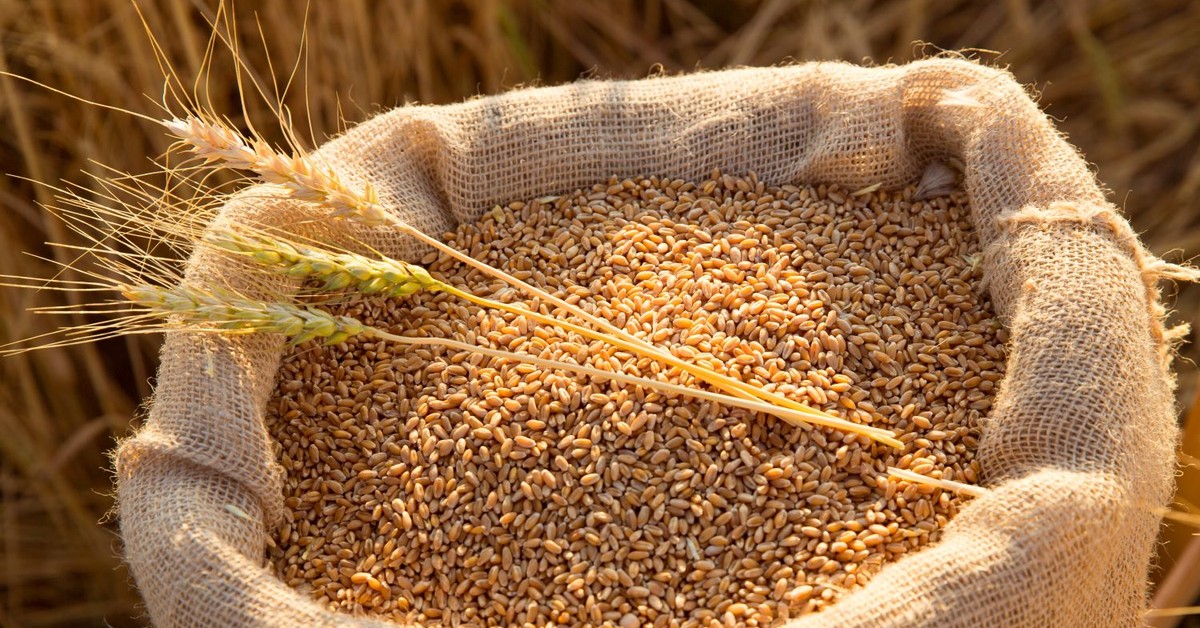 Rolnicy pod ścianą. Ceny zbóż lecą w dół, a susza już czai się za rogiem