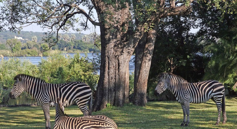 The Zambezi National Park in Zimbabwe makes the country one of the must-see destinations for 2019