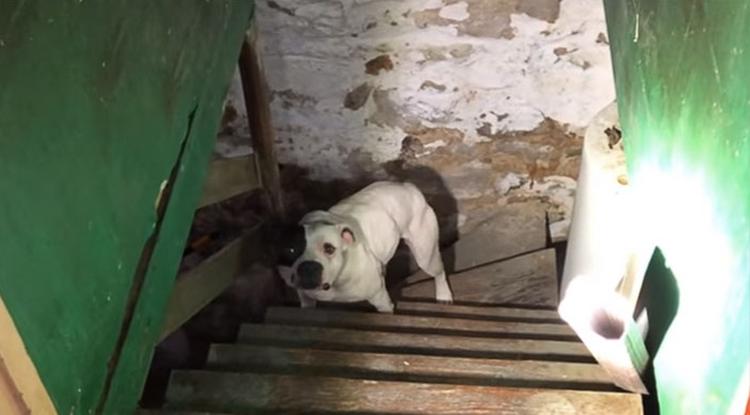 Pincében hagyott kutyára talált a ház új tulajdonosa. Az állat reakciója mindent elárul - VIDEÓ