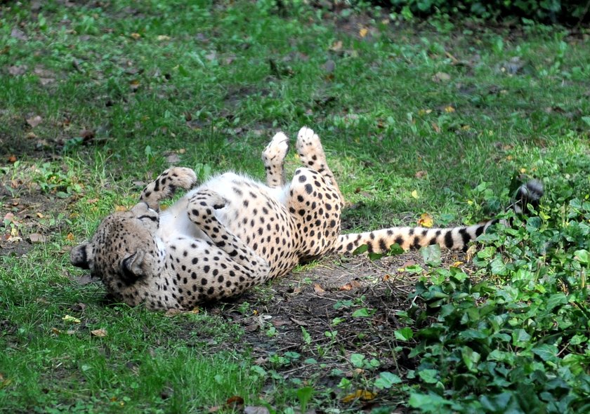 zaloty łódzkich gepardów w ZOO