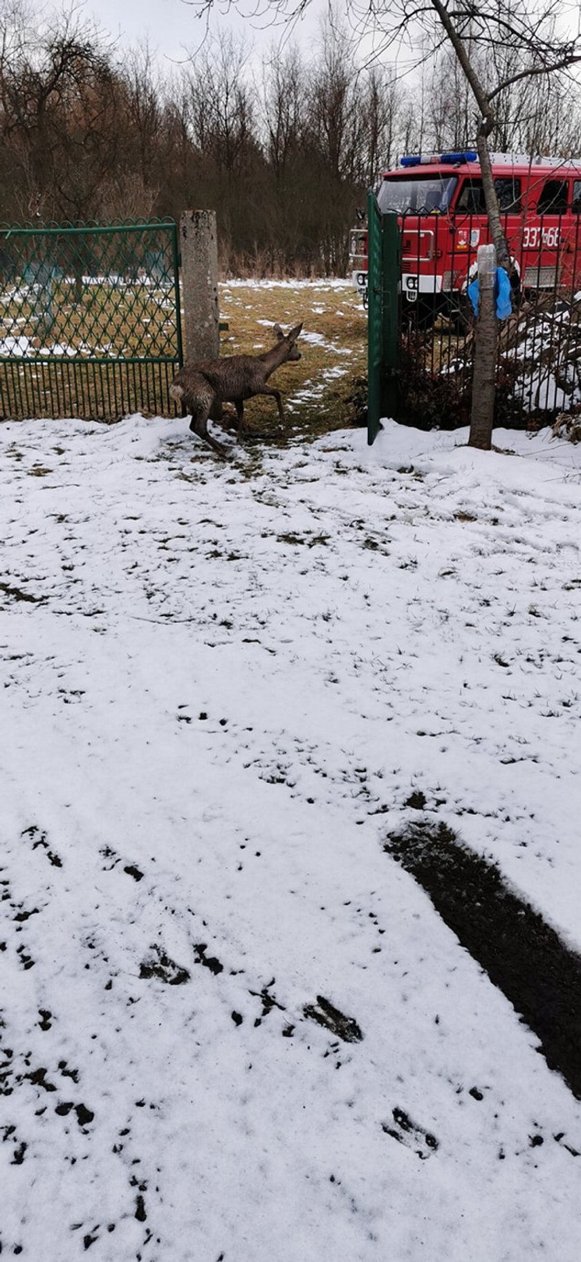 Sarna wpadła do zbiornika na deszczówkę. Strażacy ruszyli na pomoc