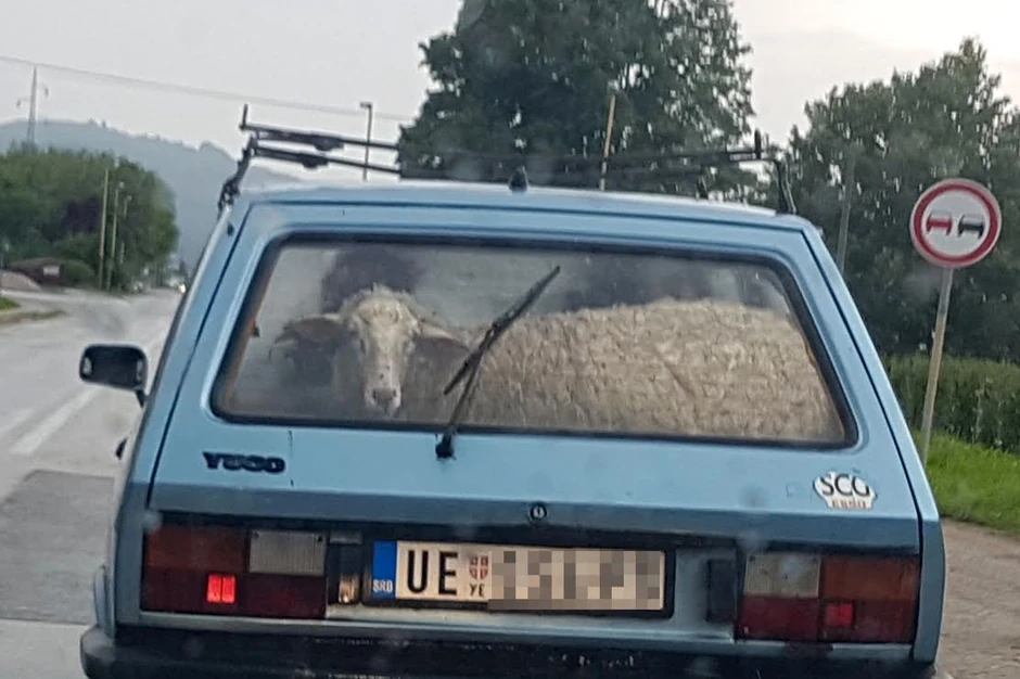Prva i poslednja vožnja: Ovca juče u kolima, danas na trpezi