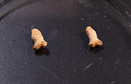 Kości dłoni należące do neandertalskiego dziecka
