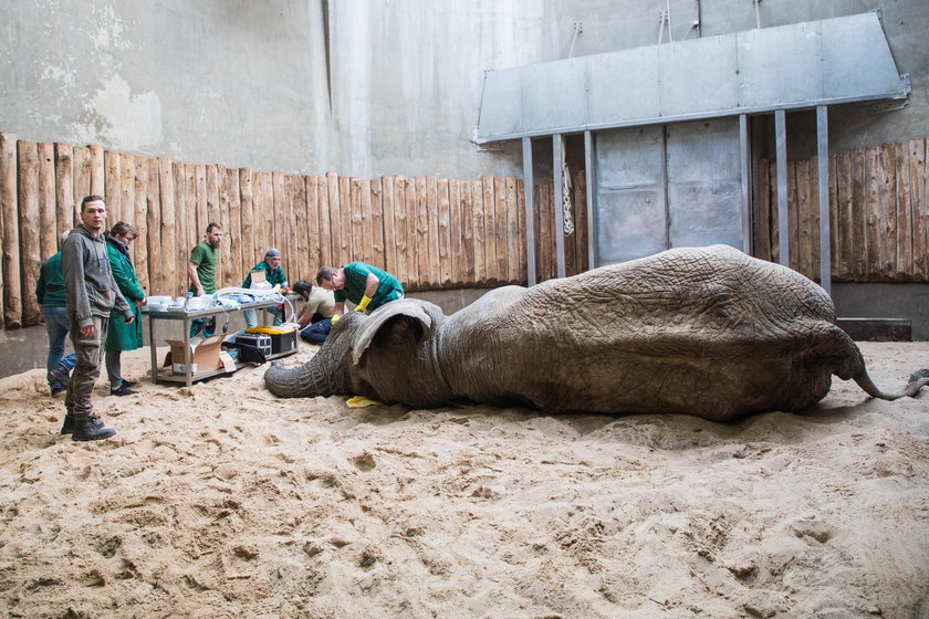 Słoń z poznańskiego zoo przeszedł operację