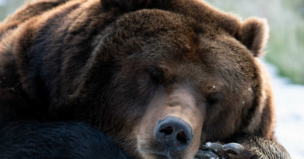 Które zwierzęta przesypiają zimę? 7/10 to poziom mistrza