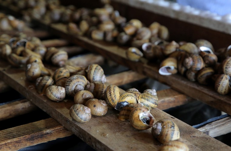 Co jest potrzebne do założenia hodowli ślimaków?<br>
Na utuczenie jednej tony ślimaków potrzebne jest 200-300 m kw. ziemi, budynek o pow. około 30 m kw., który zajmą ślimaki mateczne. Ponadto 5 metrów kwadratowych na inkubację jaj oraz 15 m kw. na magazyn paszowy.<br><br>fot. (tw/mr) PAP/Tomasz Waszczuk
