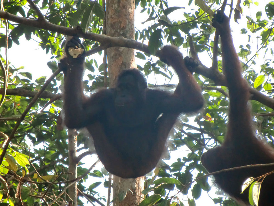 Borneo, Semenggoh Wildlife Centre