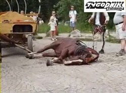 Kancelaria Prezydenta zajmie się koniem