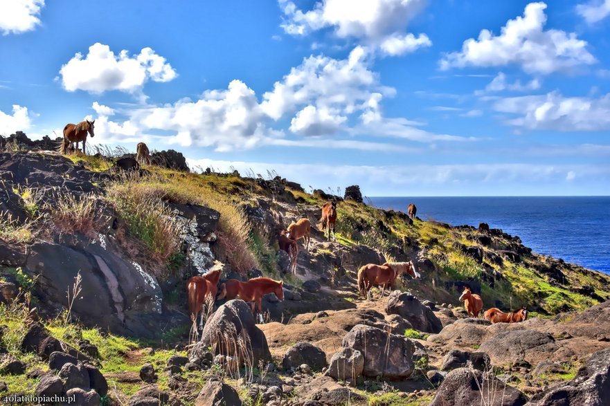 Dzikie konie na Rapa Nui / Wyspie Wielkanocnej