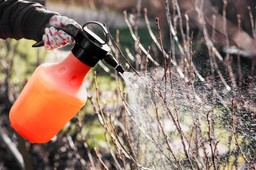 zrób to w styczniu w ogrodzie, a mszyce nie wrócą wiosną ani latem. ten zabieg skutecznie usunie larwy mszyc raz na zawsze zwalczanie mszyc