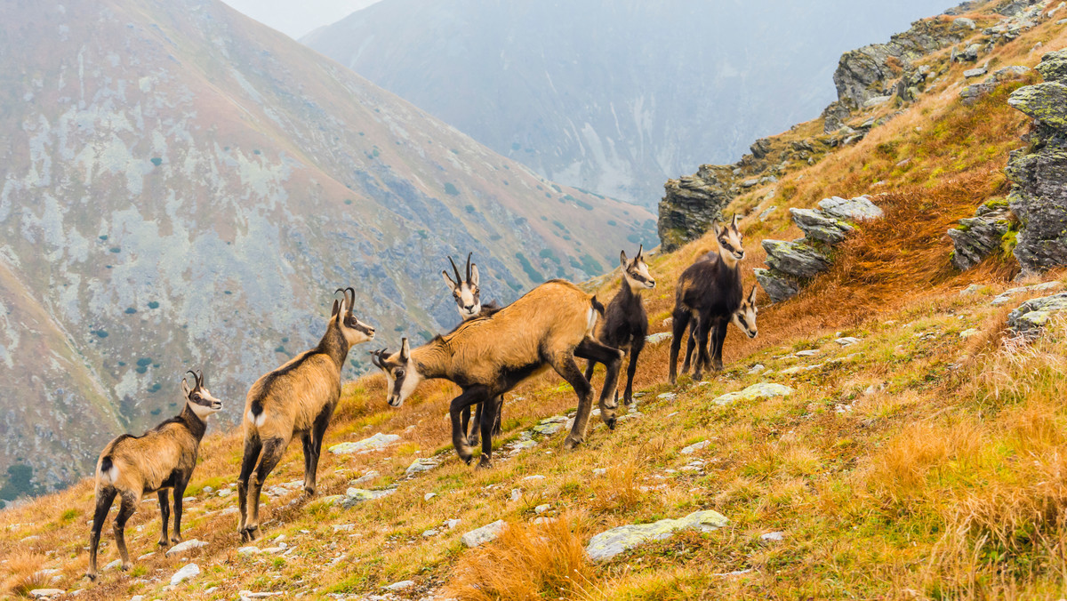 Tatry: liczenie kozic 2020 rozpoczęte